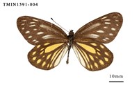 藏品(流星絹粉蝶)的圖片